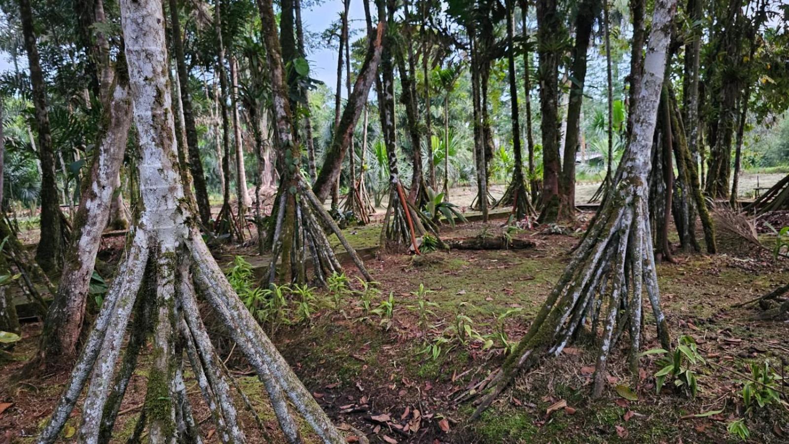 Hosteria Finca El Pigual Puyo Dış mekan fotoğraf