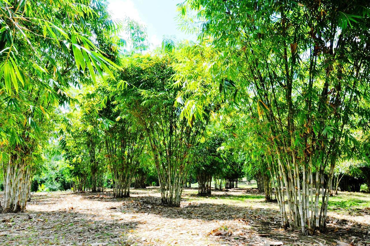 Hosteria Finca El Pigual Puyo Dış mekan fotoğraf