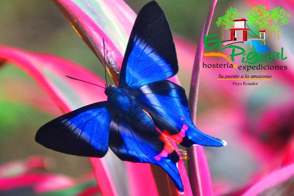 Hosteria Finca El Pigual Puyo Dış mekan fotoğraf